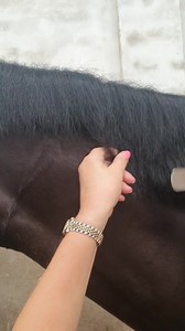 21K views · 65 reactions | Mane tidying time! If you're looking for a neat, tidy and level finish without the sharp cut of a scissor, then this is the tool for you! ⠀ ⠀ The Smart Grooming Pro Thinning Knife is designed with an extra wide blade for ease of use, this is an invaluable grooming tool providing a humane way to keep manes neat and tidy.  Plus this tool can be used right and left-handed! Shop here:https://buff.ly/3iLjmpz | Smart Grooming | Facebook