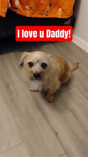 Does Bebe Dog love his Daddy? #dogshorts #doggielife #doglove
