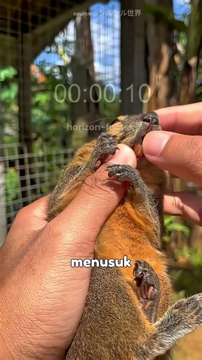 Evolusi yang tidak selalu menguntungkan #horizon #faktaunik #viral #facts #faktamenarik #ana