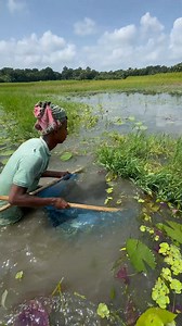 260K views · 1.6K reactions | Amazing Fish Catching by Push Net | Fishing & Village Tradition | Facebook