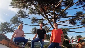 422K views · 9.2K reactions | Quem acompanha o RBV Notícias já conhece a araucária super produtiva lá de Caçador, que fica no quintal da casa da família Czerniak. No ano passado ela produziu 600 pinhas. E a nossa reportagem voltou lá pra saber como foi a safra deste ano. | Portal RBV | Facebook