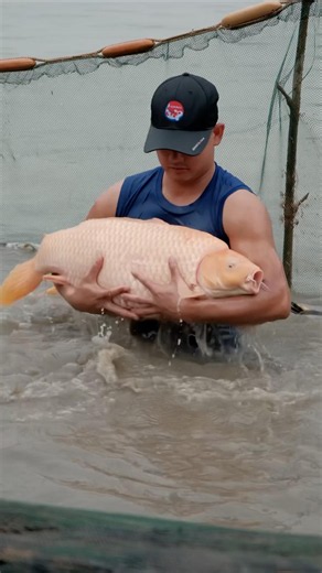 Giant Koi Fish in Mud Pond