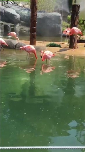 “Turtle Back Zoo Flamingos | Pink Paradise in NJ 🦩🌸 They know how to pose! 😎”