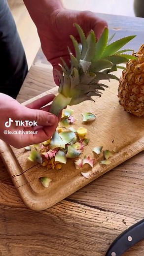Grow Pineapple Plant at Home | Ananas Growing Guide