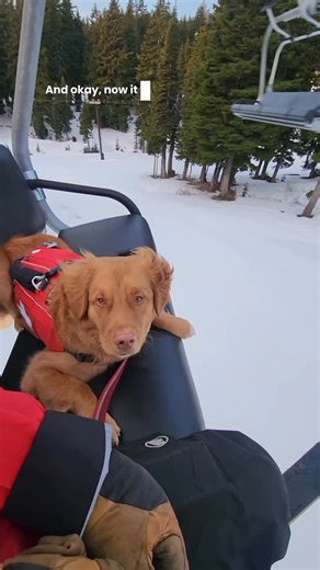 Riblet | Avy Dog in Training | Ribs is back with dog vlog #8!! 🐕📹 Today we hit a big milestone - We reached 10,000 followers!!! 🎉🎉 And we are doing a GIVEAWAY to... | Instagram