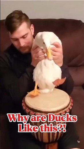 Why Are Ducks Like This?! 😂 | Funny Duck Compilation Shorts 2025