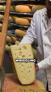 Casu Marzu, Sardinia's infamous 'maggot cheese,' is made with live insect larvae that aid its intense fermentation, offering daring food enthusiasts an unforgettable and rare taste experience. | Latest Quiz and Riddles