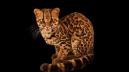 The adorable clouded tiger cat is brand-new to science—and already under threat
