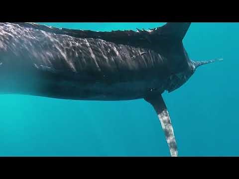 Greatest Marlin Show On Earth! Galapagos Islands Fishing & Tours by Ecuagringo