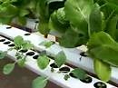 Hydroponic Greenhouse - hydroponics system