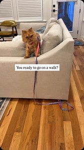 28K views · 3.9K reactions | Cappy is fighting a tinkle infection. He...