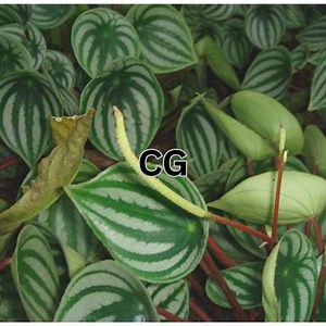 100 Watermelon Peperomia Seeds | Peperomia Sandersii Piperaceae | Evergreen Ornamental Houseplant - Etsy