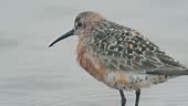 Bird Curlew Sandpiper walks along the shore, looking for larvae and...