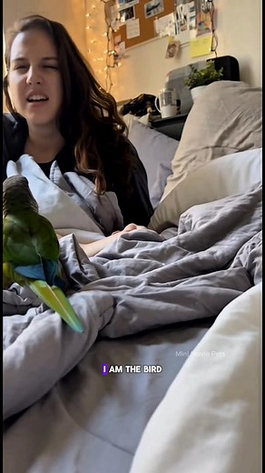 Parrot Alarm Clock Gone Wrong 😂 🦜 A chaotic parrot alarm clock! He jumps on the bed, yells “wake up!”, steals the pillow, and refuses to let her sleep — because “I AM the early bird!” #Parrot #ParrotComedy #FunnyPets #ParrotAlarmClock #usa #reels #minimoviepets #Pets #shorts | Mini Movie Pets
