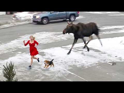 100 Incredible Animal Moments Caught on Camera | Wild & Funny Animal Compilation