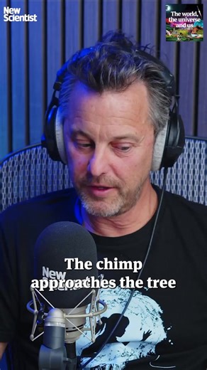 Could drumming chimps hint at the first flickers of spiritual thought? Chimpanzees across Africa have been observed rhythmically drumming on trees. A new study spanning 11 chimp communities reveals that these drum beats may be individual signatures, offering fresh insight into the roots of musicality and communication. But could it be a sign of something more? Hear the full story on The World, the Universe and Us, a science podcast for the insatiably curious, hosted by Rowan Hooper and Penny Sar