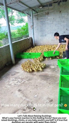 Feeding a Flock of Hungry Ducklings – A Sea of Yellow Fluff 🐥🌾