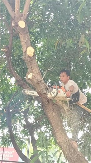 Woodworking tips and tricks one-handed tree cutting Technique #shortvideo #chainsaw #woodworking