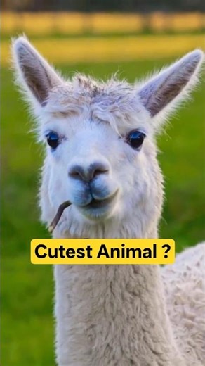 Alpaca | Lifespan 18 years #animalknowledge #wildlife