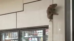 Video of rat in Baltimore 7-Eleven goes viral