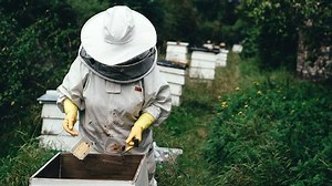 Beehive Plans For Beekeeping On The Homestead | Homesteading