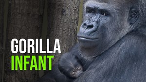 33K views · 1.4K reactions | The little ape with its small, delicate...