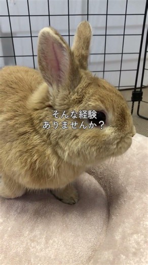 もう何種類チモシーを買いましたか？ #うさぎ