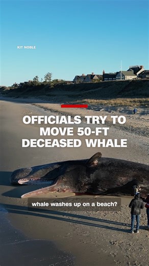 Officials in Nantucket are working with contractors to determine how to remove the body of a 50-foot endangered sperm whale that washed ashore — the first time this has happened there since 2002, according to the Nantucket Current. | CNN