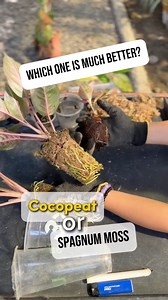 Sharing our experience using cocopeat vs Spagnum moss.💚🌿. Happy Gardening! #platgirlph #plantingloveandkindness #gardening #aglaonema | PlantGirl PH