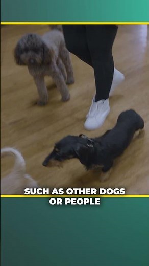 Teaching Your Dog to Stop Marking: Step By Step For Pet Parents (1/3) #dogtraining #dogshorts