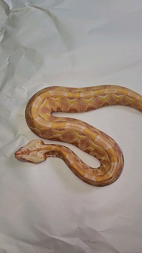 1K views · 90 reactions | Gaia, another one of our holdback Albino West African Gaboon Vipers. Her dark pinks really stand out compared to others. #albinogaboonviper #bitisrhinoceros #westafricangaboonviper #gaboonsofinstagram #gaboonviper | Reptile Garden | Facebook