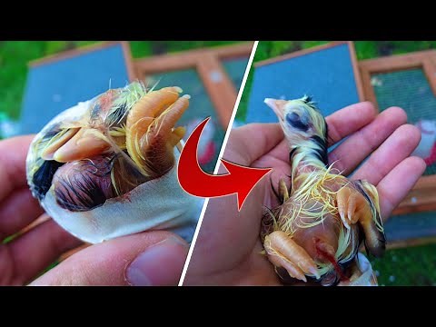Comment aider un poussin à éclore ? Poussin piégé dans sa coquille! | Mes poules et moi.