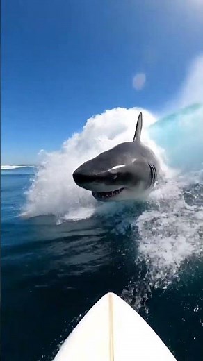 POV: Massive shark explodes through your wave while surfing 🏄‍♂️🦈 #shark