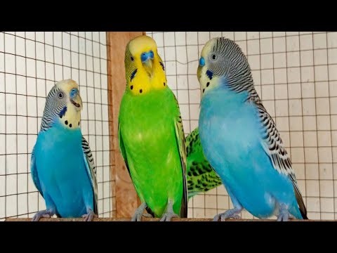 3 Hours of Parakeet Sounds to Cheer Up Your Sad Budgies 🐦💚 Comforting Bird Companionship