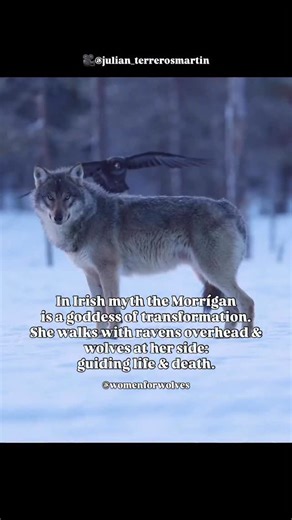 In Irish mythology, the Morrígan is a goddess of transformation, sovereignty, and prophecy: moving through wild landscapes and battlefields and guiding the passage between life and death. She is most famously associated with ravens, appearing as a crow on the battlefield to signal fate, warning, and change. She is also closely linked to wolves through Irish myth and symbolism. In early Irish tradition, wolves were regarded as liminal beings: guardians of the wilderness, the margins of society, a