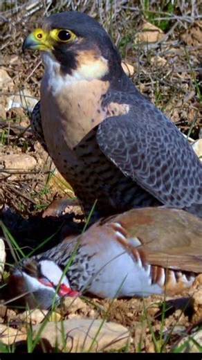 Peregrine Falcon with Its Prey | Wildlife Documentary