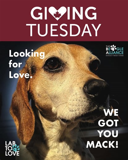 Most dogs in research are never released. Most are bred into a cage, with little socialization – let alone LOVE. Most do not know what love looks like. Is it a soft voice – a treat – a light touch? Most shy away, look away - shudder. Dogs like Mack are lucky – they received a pass, a pardon for a crime they did not commit - an open door to freedom. BUT what does that look like when the very species who harmed you appears to want to love you? It takes time, trust, forgiveness – patience. It takes