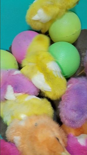 Rainbow Chicks | Catching and Finding Colorfull Chicks | Chicks Little House