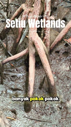 Setiu Wetlands destinasi yang berbaloi untuk dikunjungi di Setiu