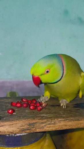 Beautiful Danching Parrot 😍 #viral #parrot #parrotlover #reelstrending #talkingparrot #birds #parrotsofinstagram #shortsfeed #parrotlife #fbreel | Green Life