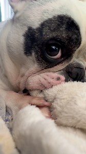 43K views · 3.3K reactions | How I woke up to the news that Bugsy got 1.4 million views on his latest reel over the weekend | Ralphie the Reformed Demon Dog | Facebook