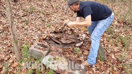 #SmallBite #snake #animals #wildlife #reptiles #WildReptilesYouTube