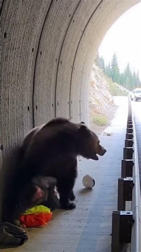 Polar Bear charges a fisherman trapped inside a harbor ice-fishing shack