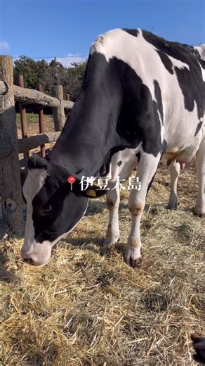 【公式】大島町役場 観光課 on Instagram: "秋冬でも伊豆大島は魅力たっぷり🏝️ ⁡ 咲き誇る椿やサザンカをみに出かけましょう🚢 ⁡ #伊豆大島 #島旅 #離島 #絶景スポット"