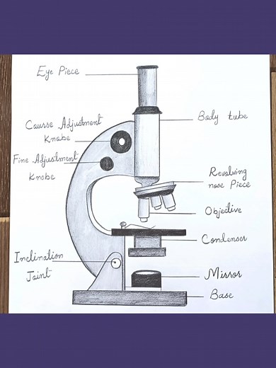 How to Draw a Compound Microscope Step-by-Step