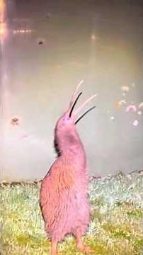 Meet the Kiwi: The Flightless Bird Full of Surprises #shorts #animals