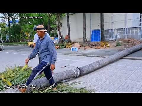Vua Khỉ Miền Tây cưa 4 cây Dừa xem mà Toát Mồ Hôi.