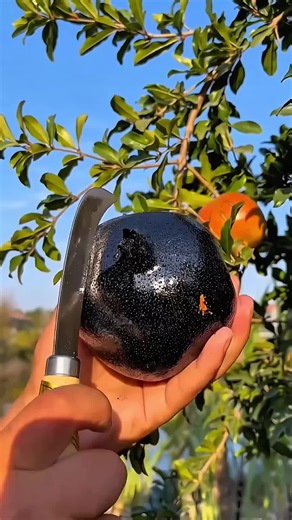Discover the Art of Fruit Cutting Techniques