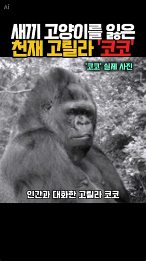 🦍 새끼 고양이를 잃은 천재 고릴라 '코코'의 마음 | #shorts