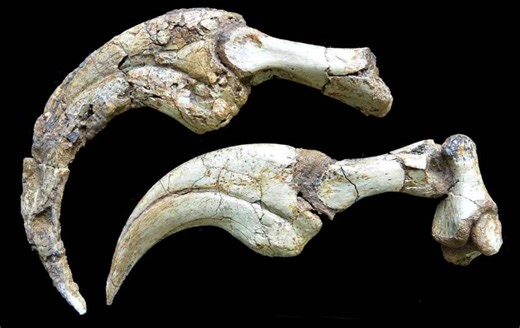 Huge claw belongs to newly-discovered species of sloth-like dinosaur